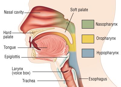 Larynx and Soft-Pallet